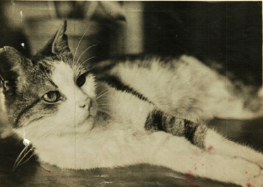 Le chat d'Henry-Louis, Gros-Père Le chat d'Henry-Louis, Gros-Père